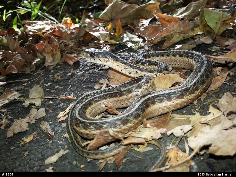 Eastern Gartersnake