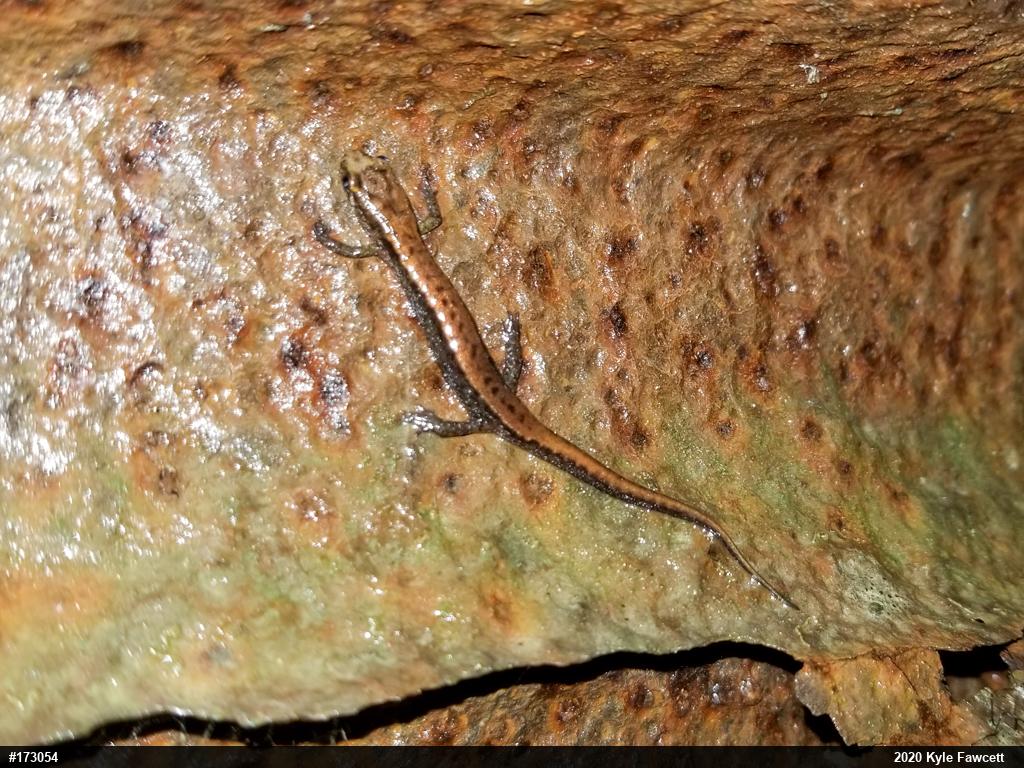 Allegheny Mountain Dusky Salamander