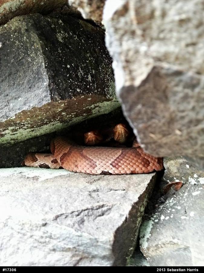 Northern Copperhead