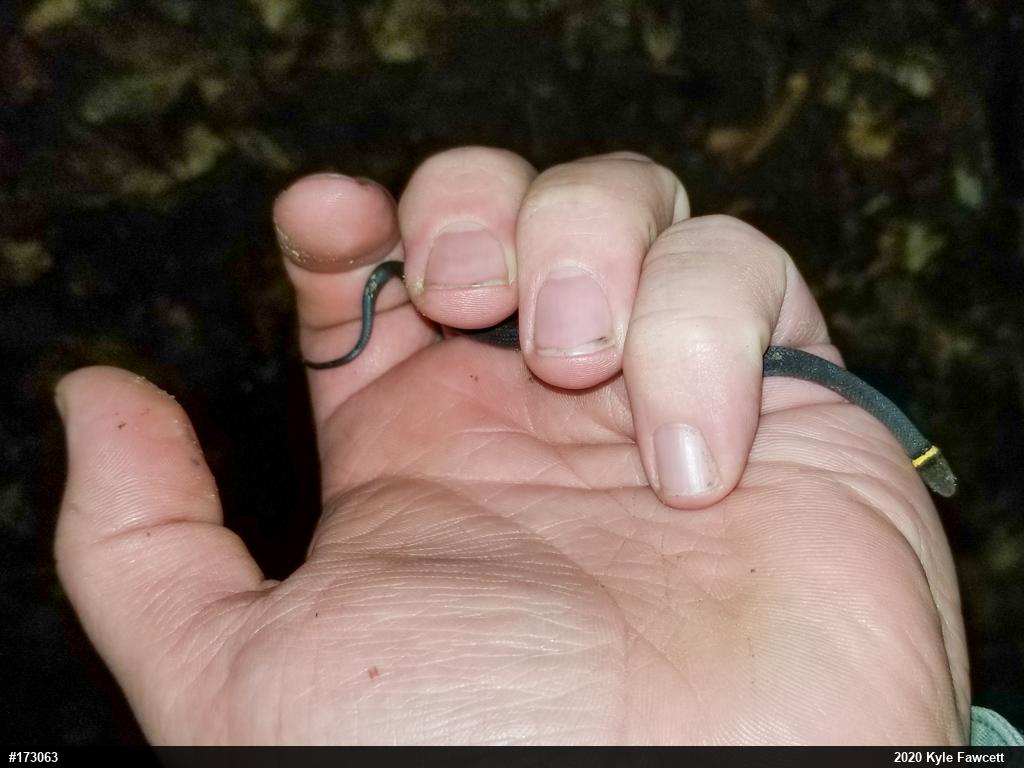 Northern Ring-necked Snake