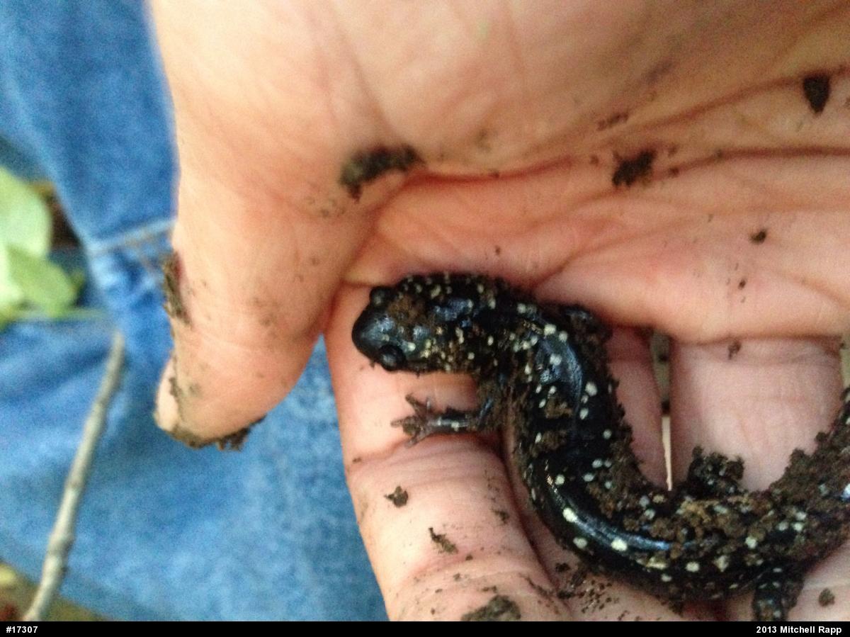 Northern Slimy Salamander
