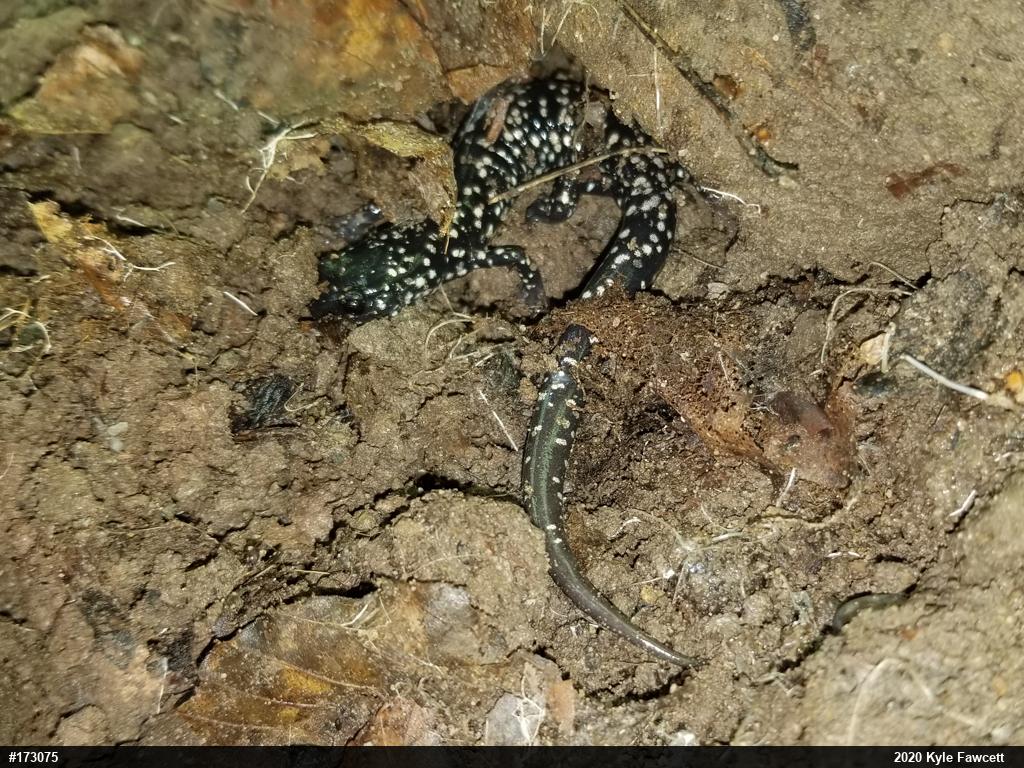 Northern Slimy Salamander