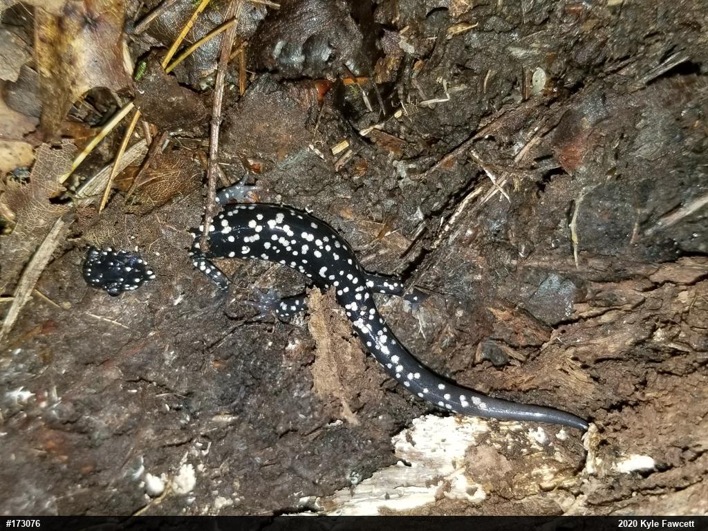 Northern Slimy Salamander