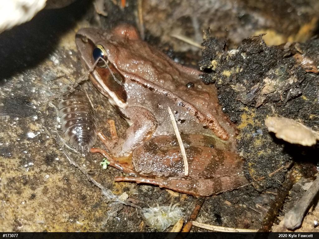 Wood Frog