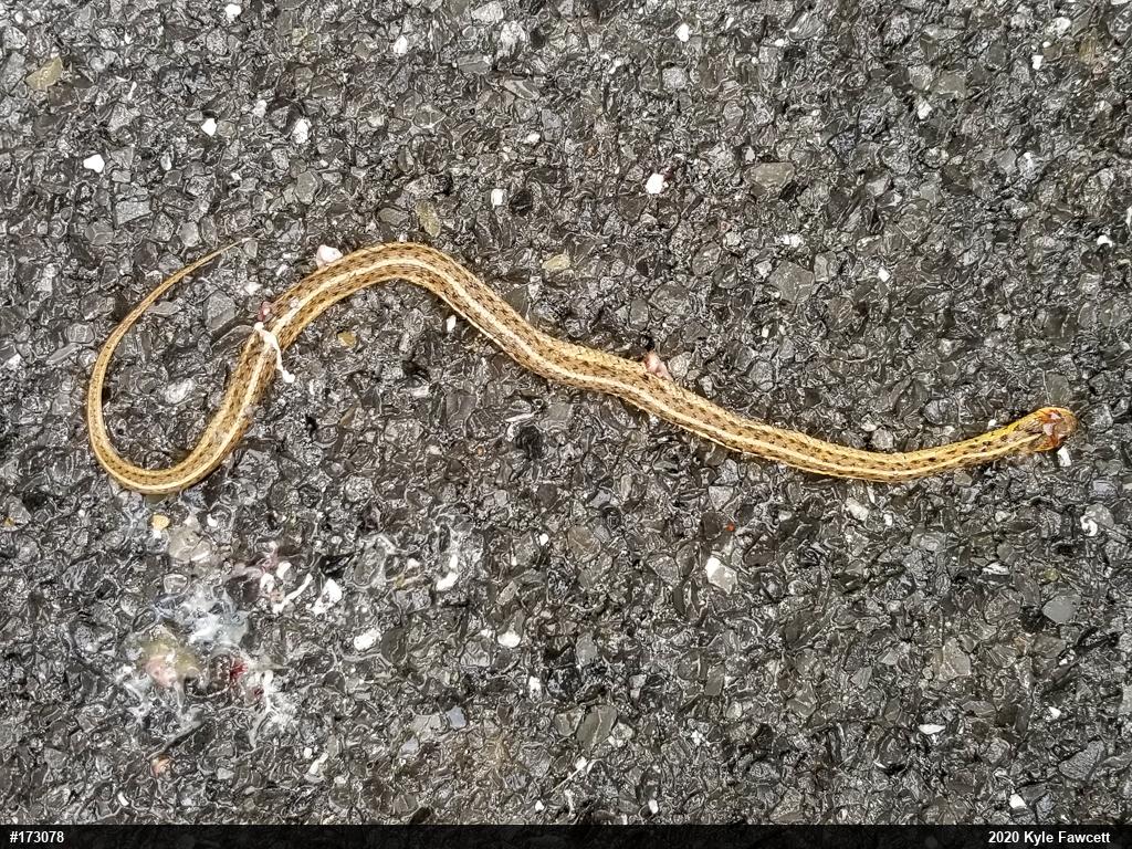 Eastern Gartersnake