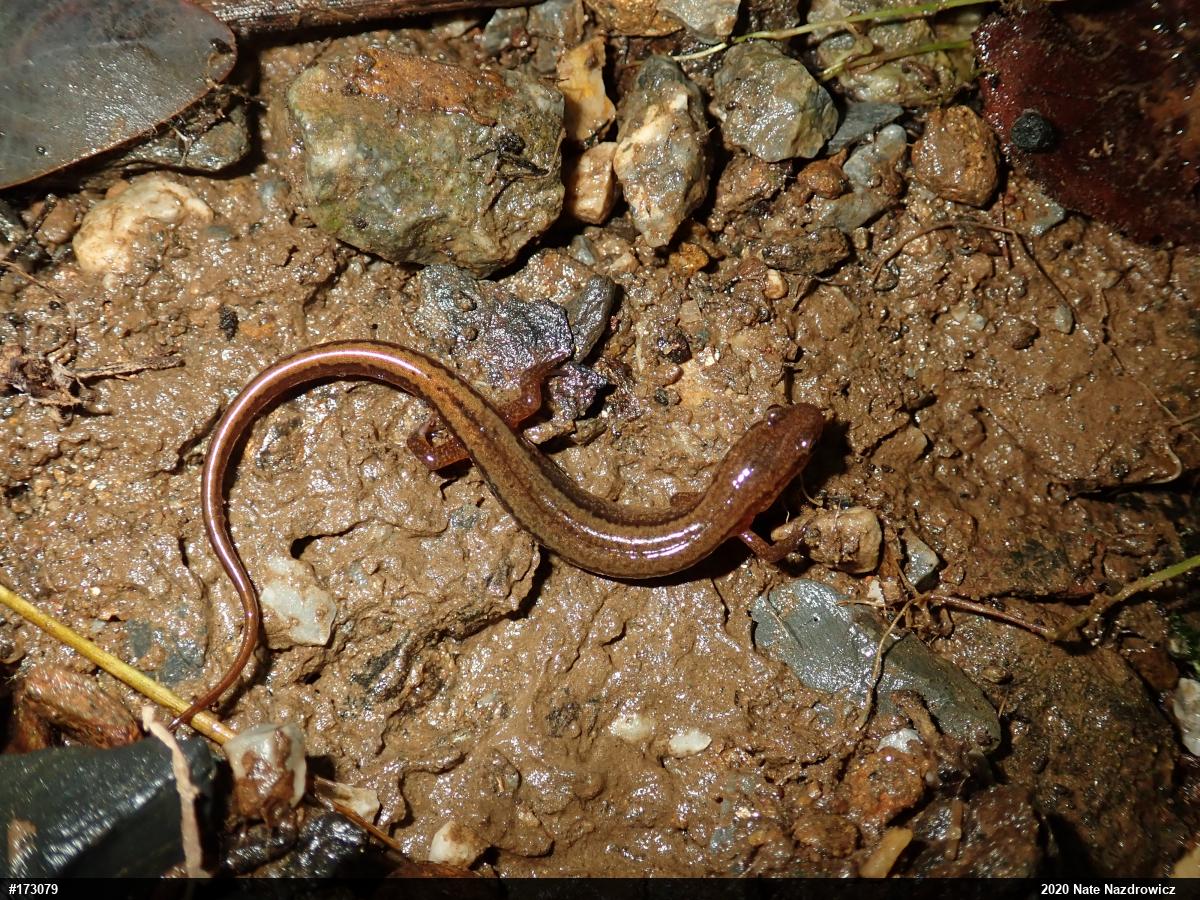 Northern Two-lined Salamander