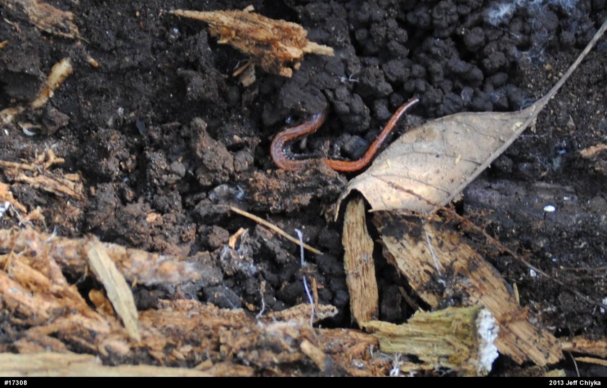 Eastern Red-backed  Salamander
