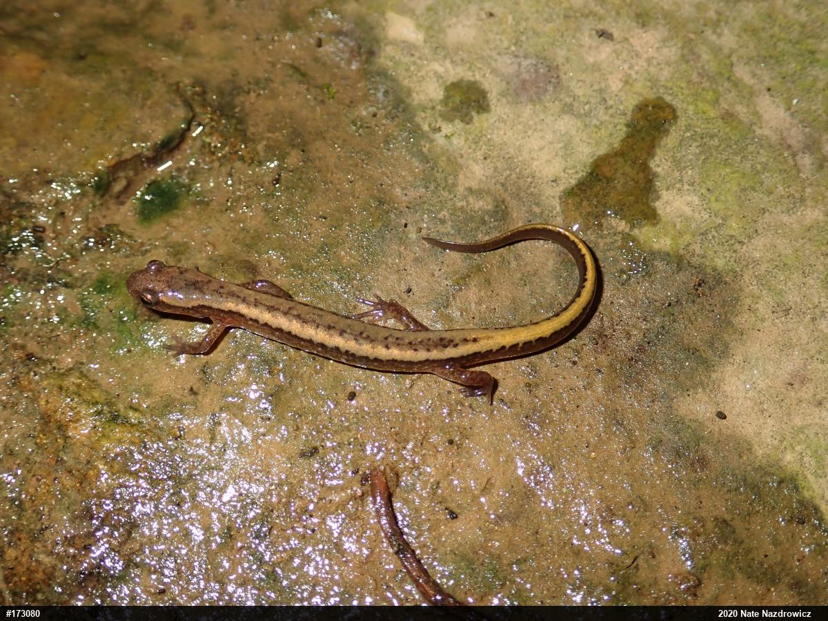 Northern Two-lined Salamander