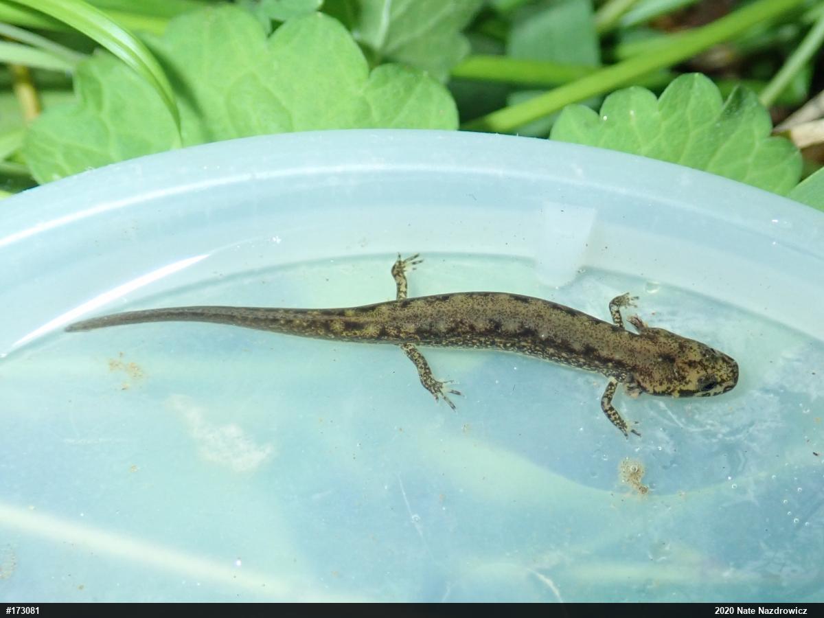 Northern Two-lined Salamander