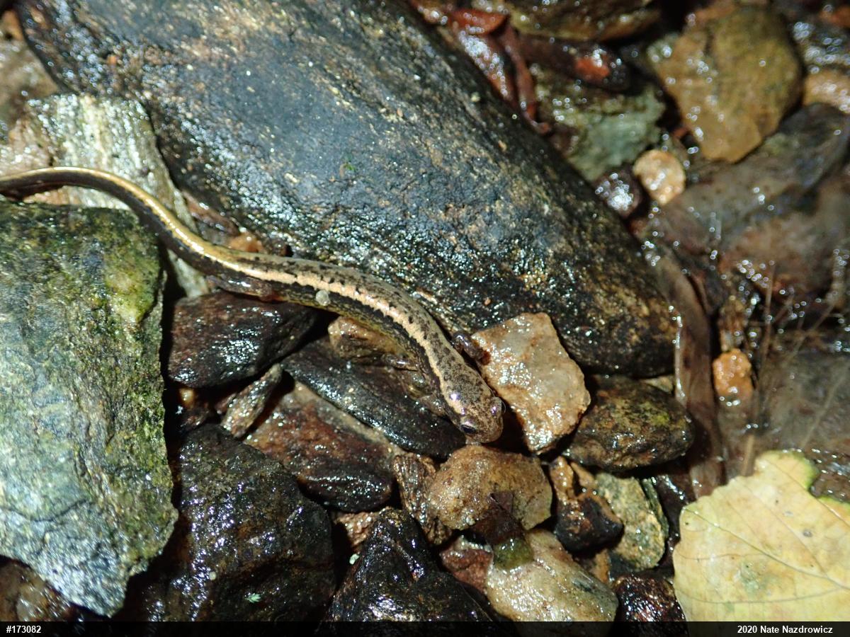 Northern Two-lined Salamander