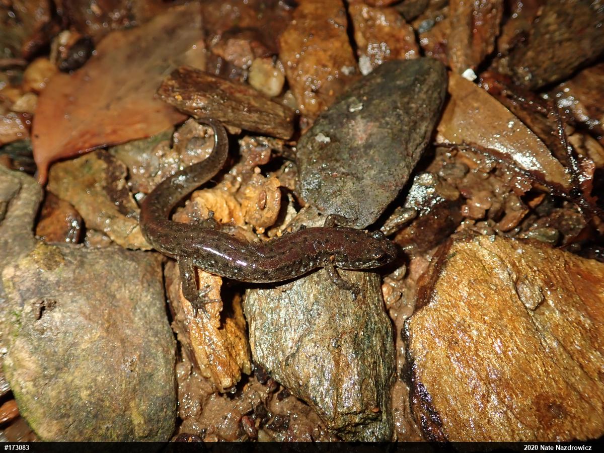 Northern Dusky Salamander
