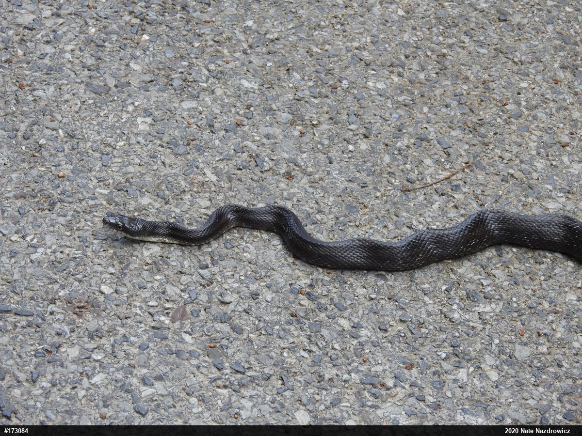 Eastern Ratsnake