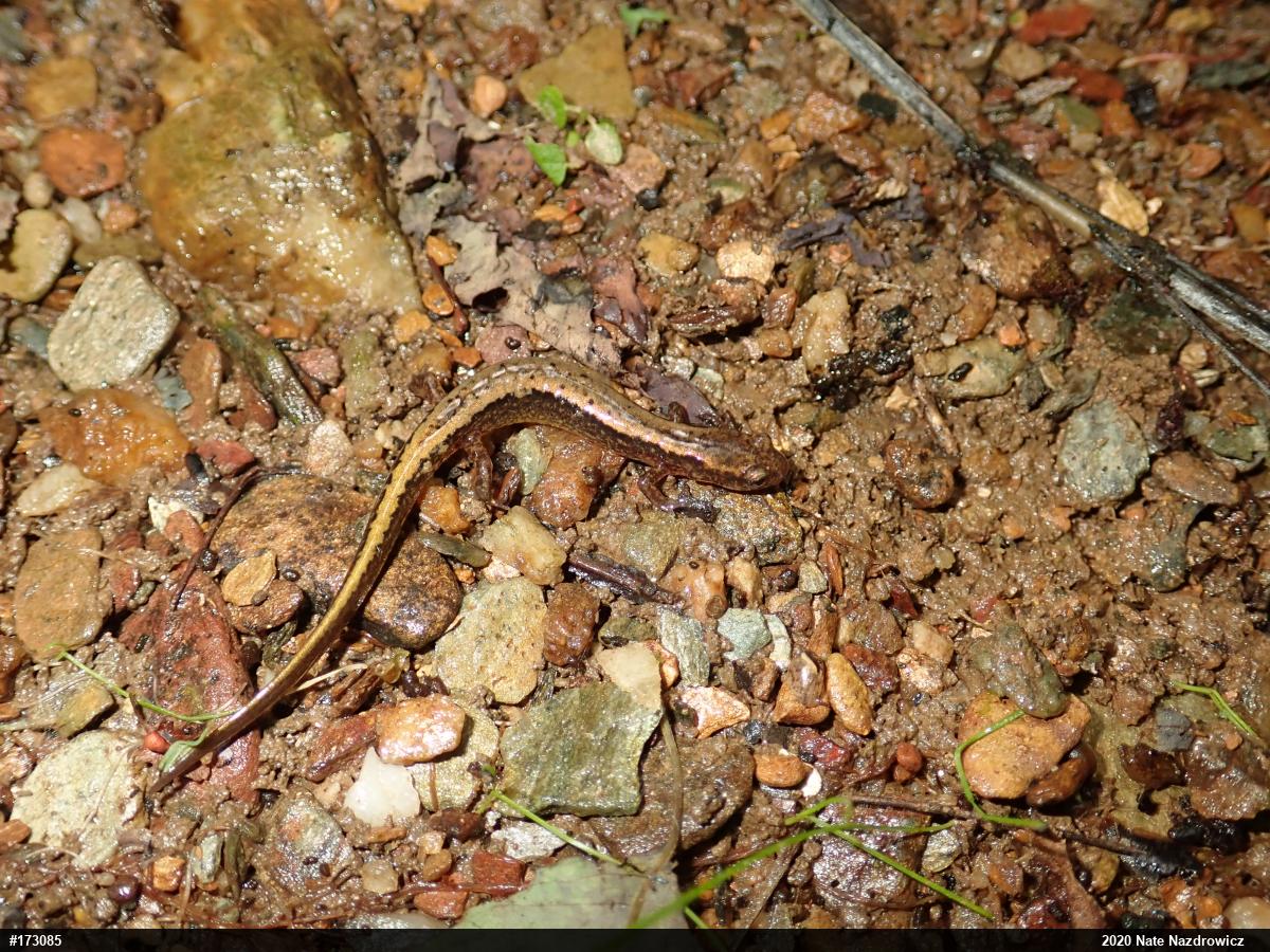 Northern Two-lined Salamander