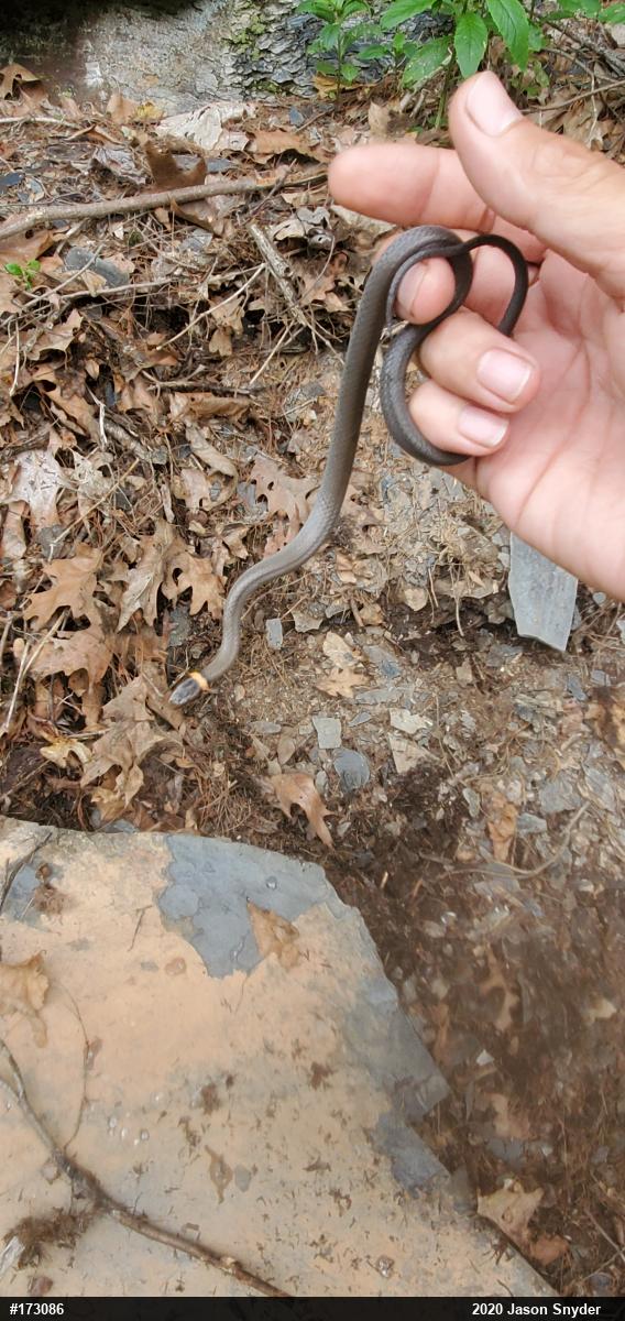Northern Ring-necked Snake