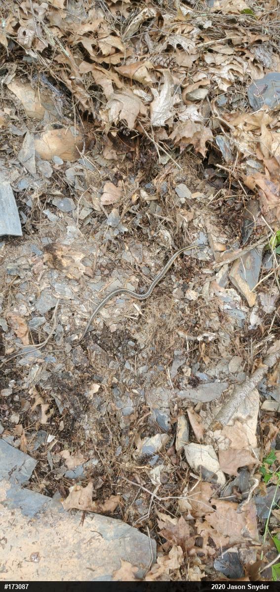 Eastern Gartersnake