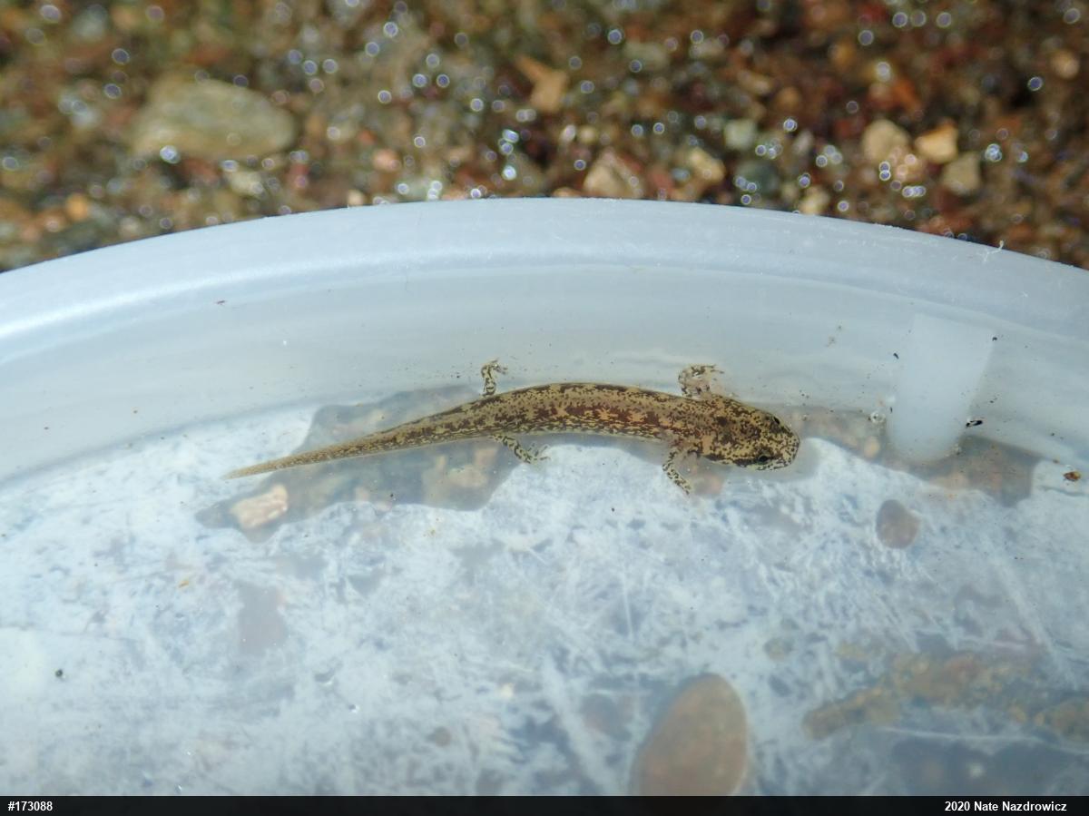 Northern Two-lined Salamander