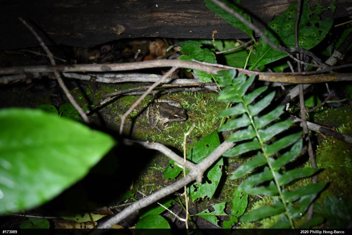 Wood Frog