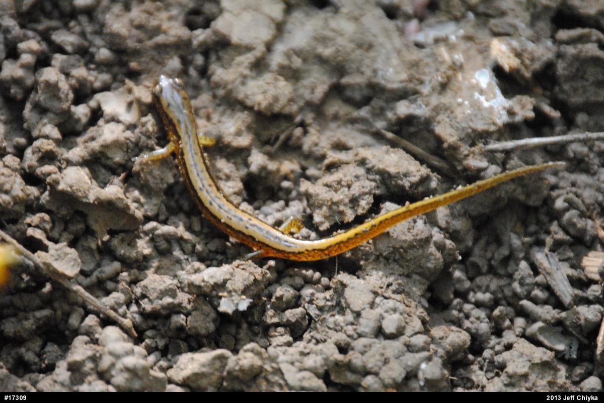 Northern Two-lined Salamander