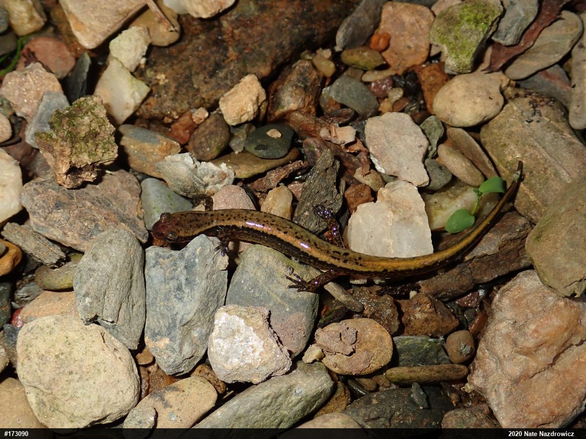 Northern Two-lined Salamander