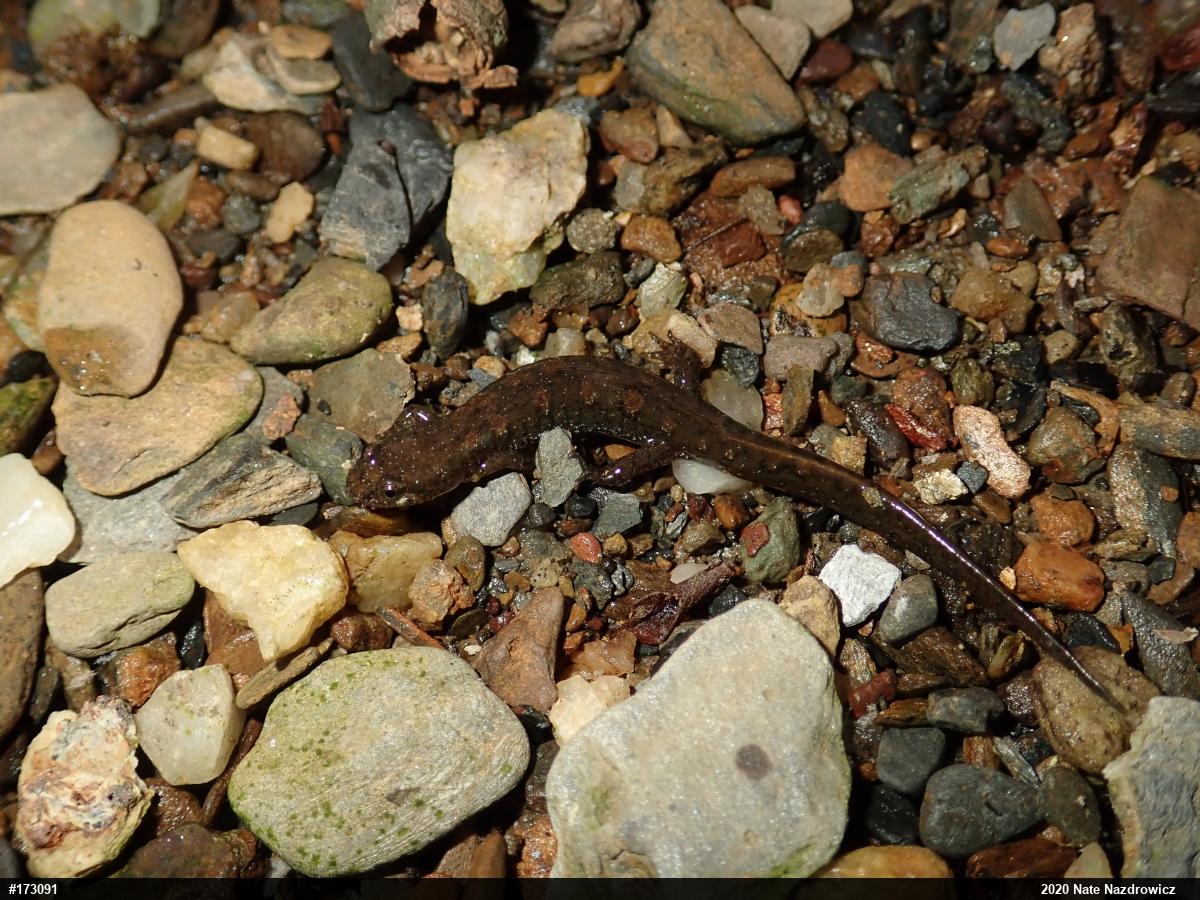 Northern Dusky Salamander