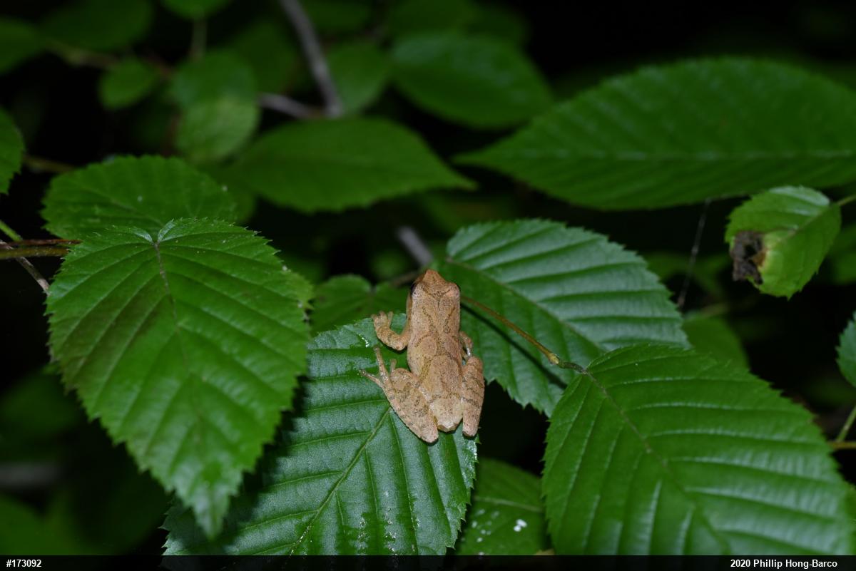 Spring Peeper