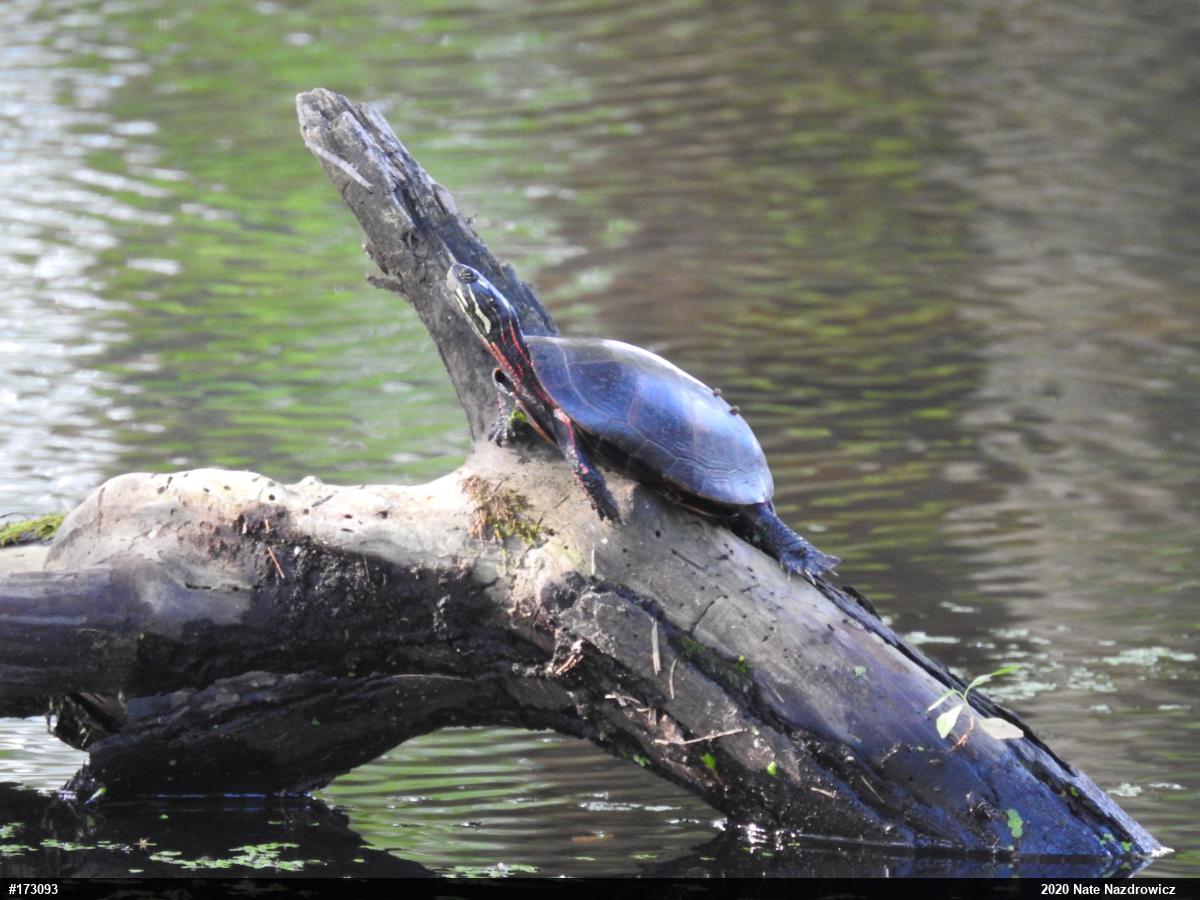 Painted Turtle
