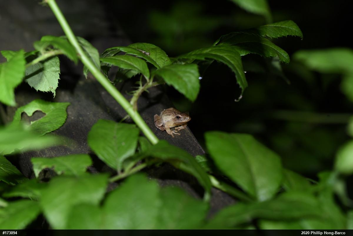 Spring Peeper