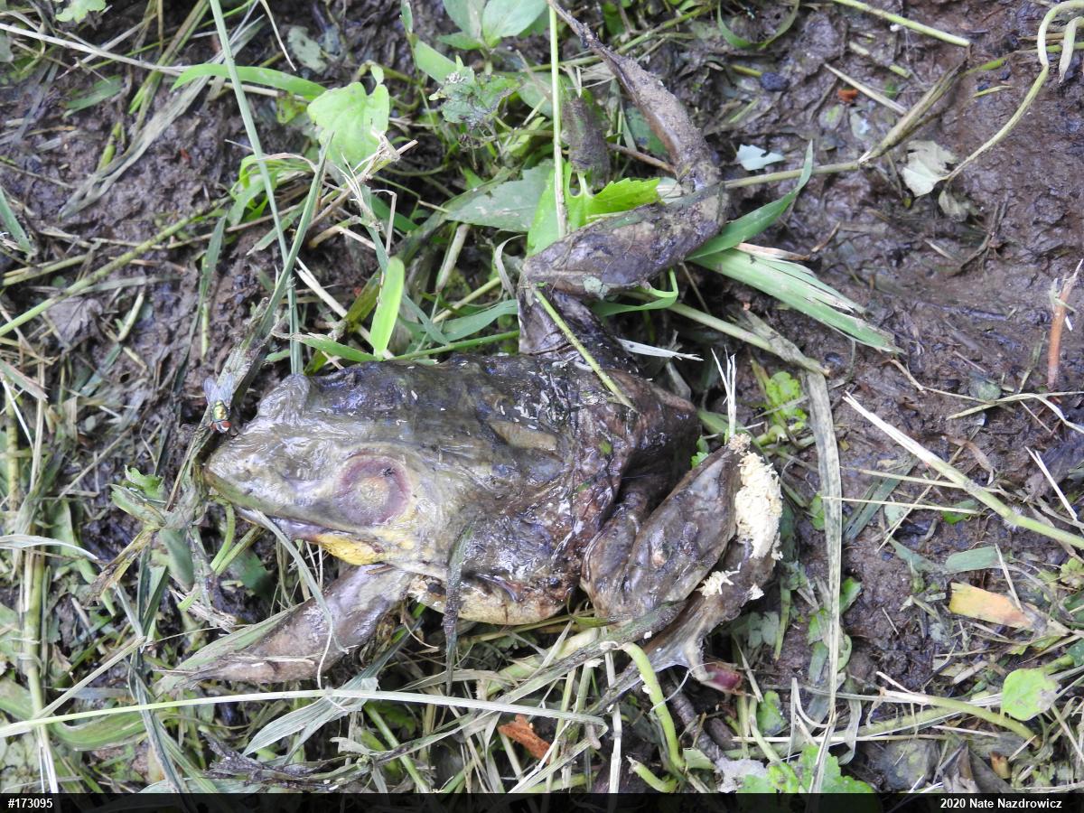 Green Frog