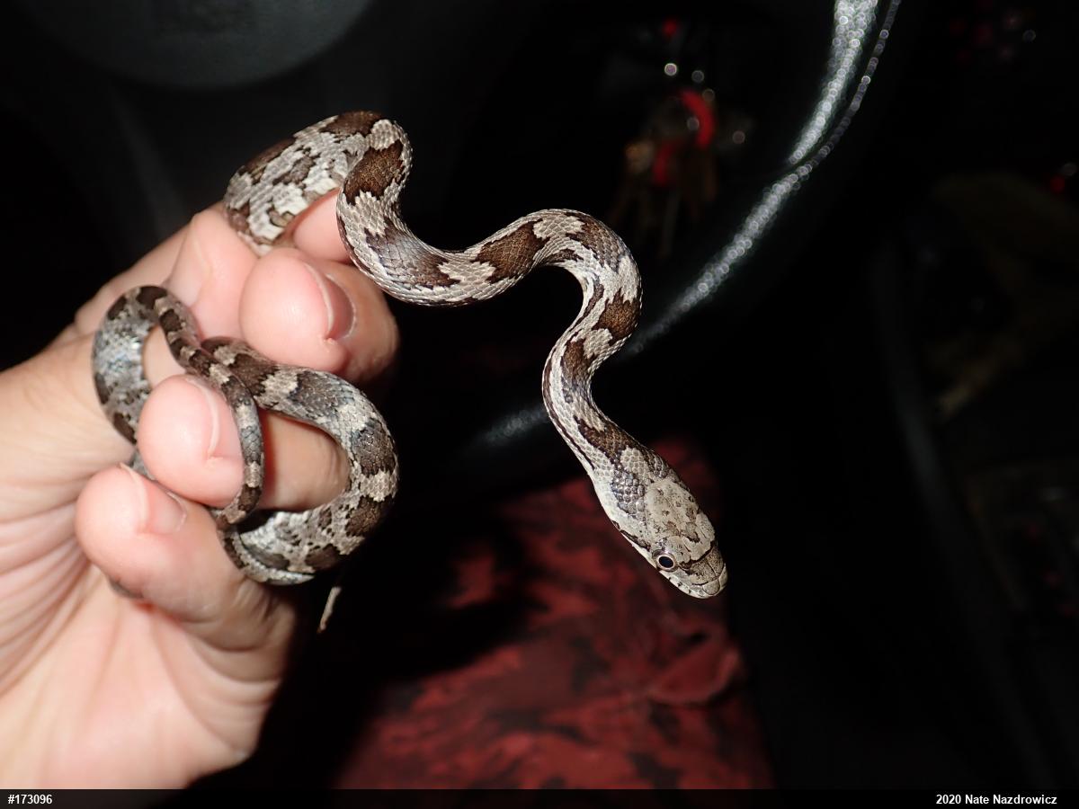 Eastern Ratsnake