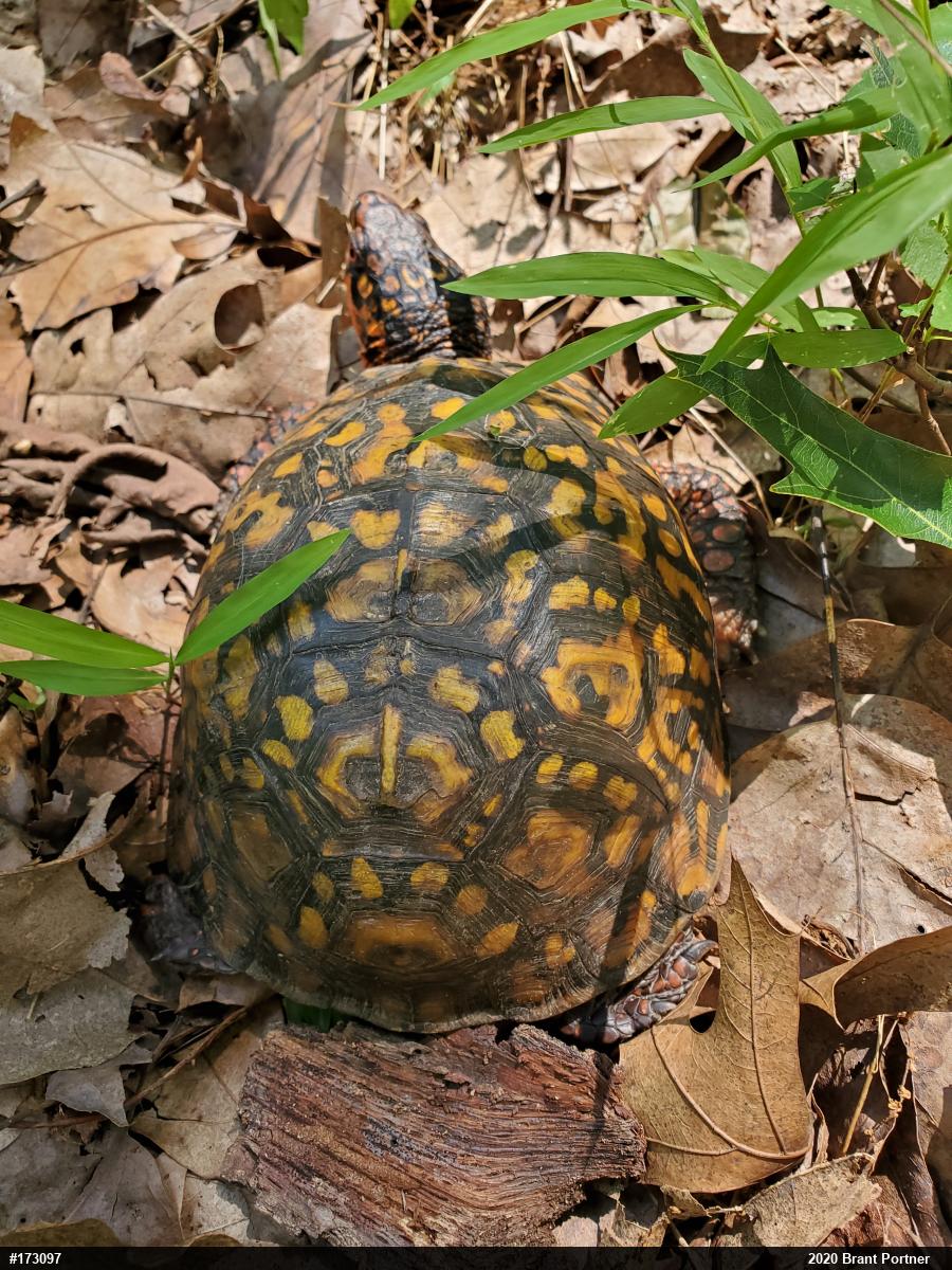 Eastern Box Turtle
