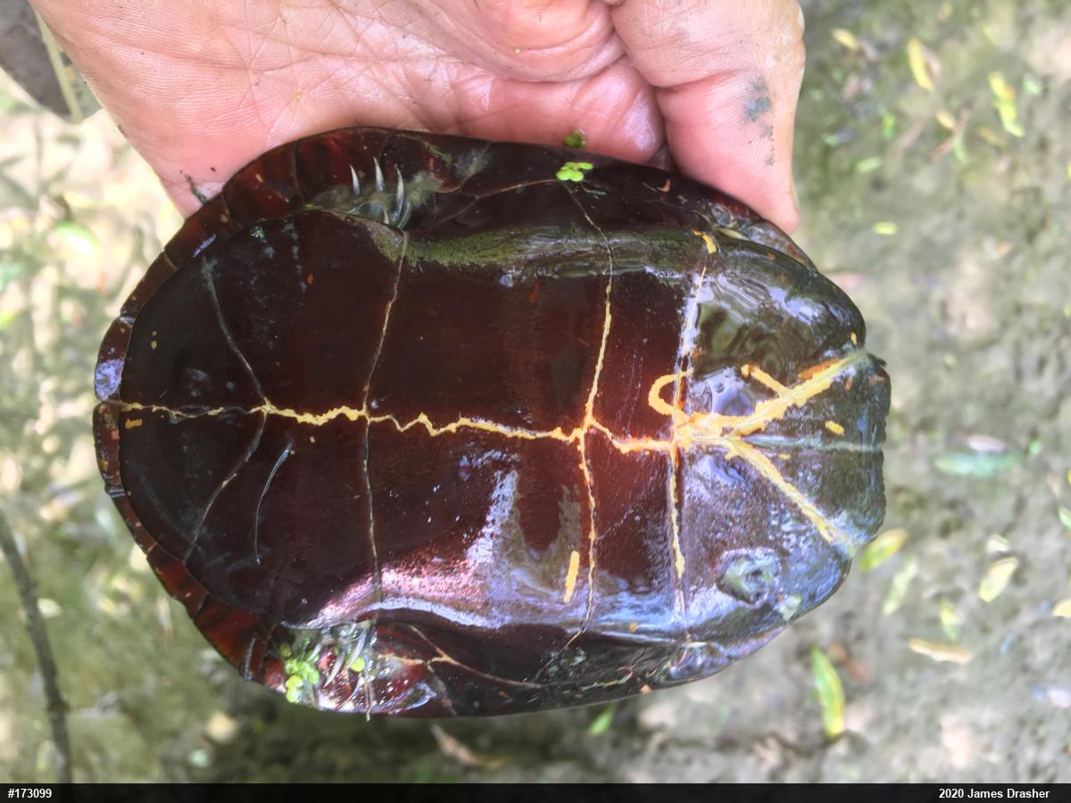Painted Turtle