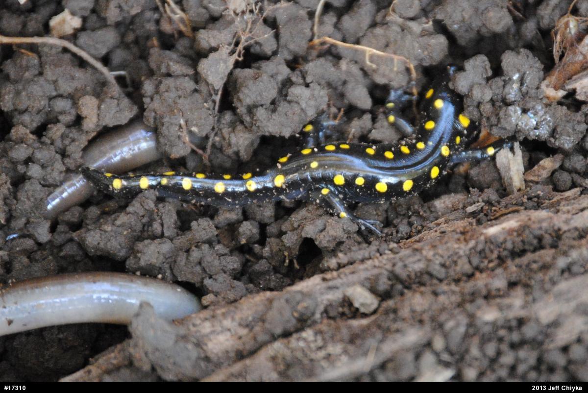 Spotted Salamander