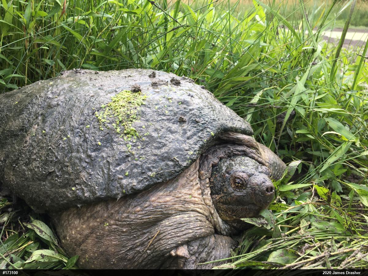 Snapping Turtle