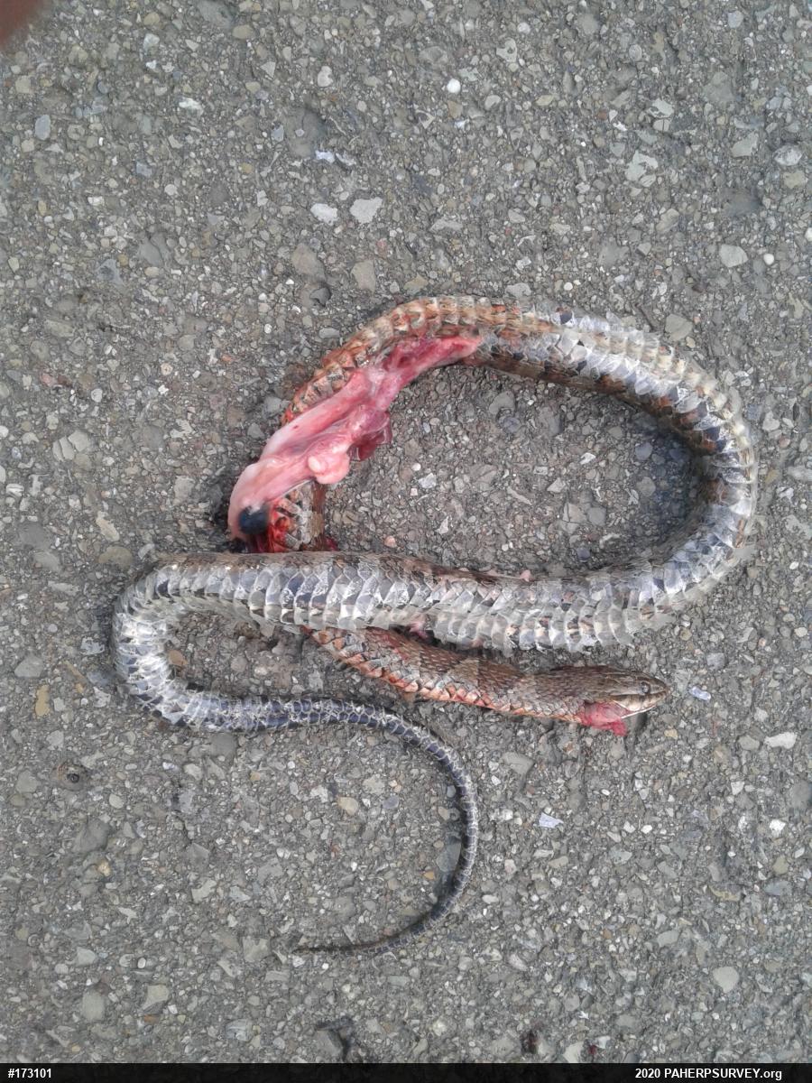 Northern Watersnake
