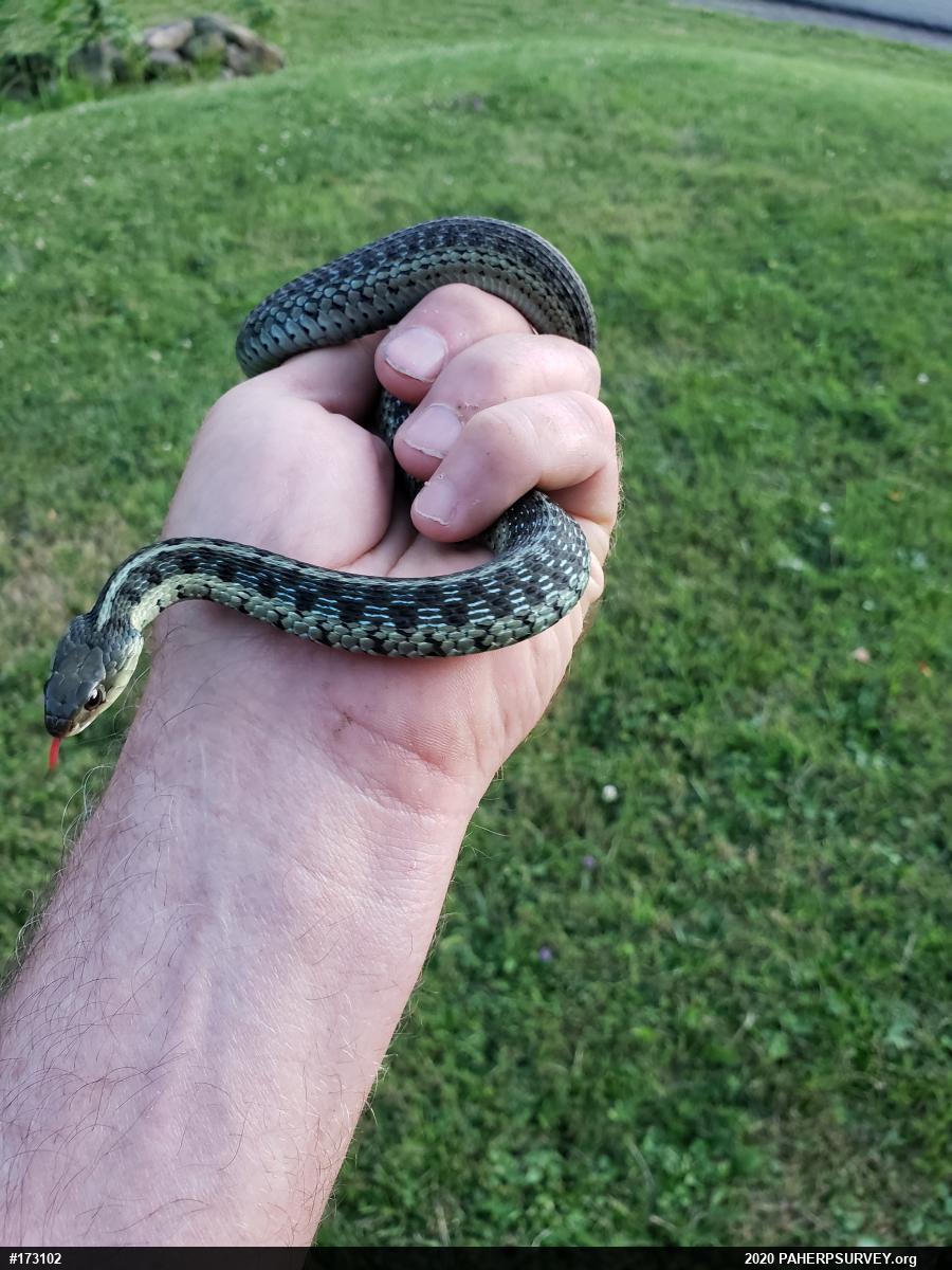Eastern Gartersnake