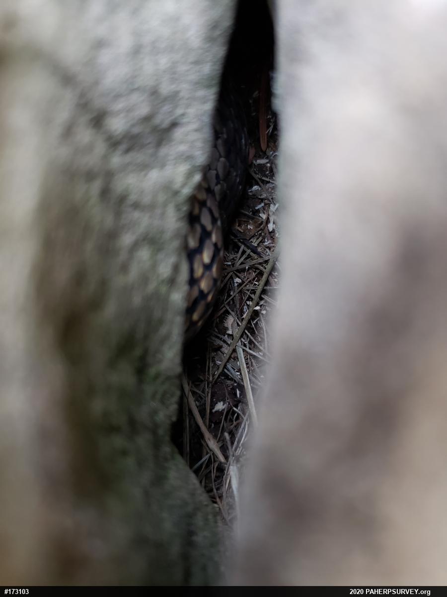 Eastern Gartersnake