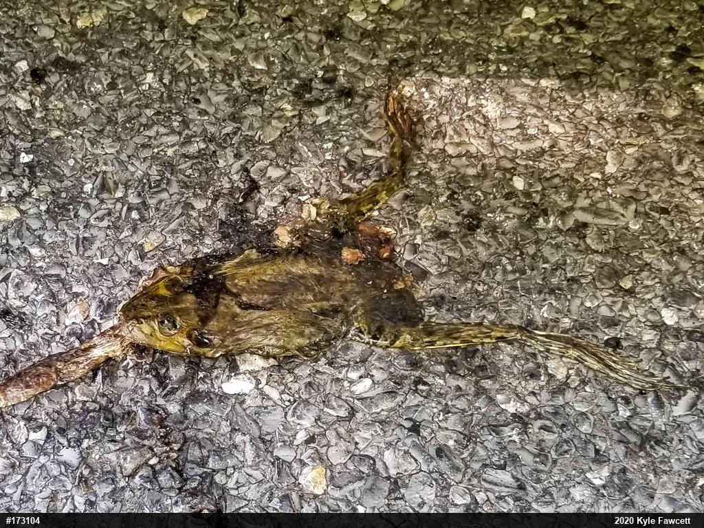 American Bullfrog