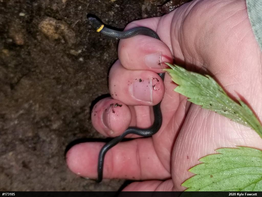 Northern Ring-necked Snake