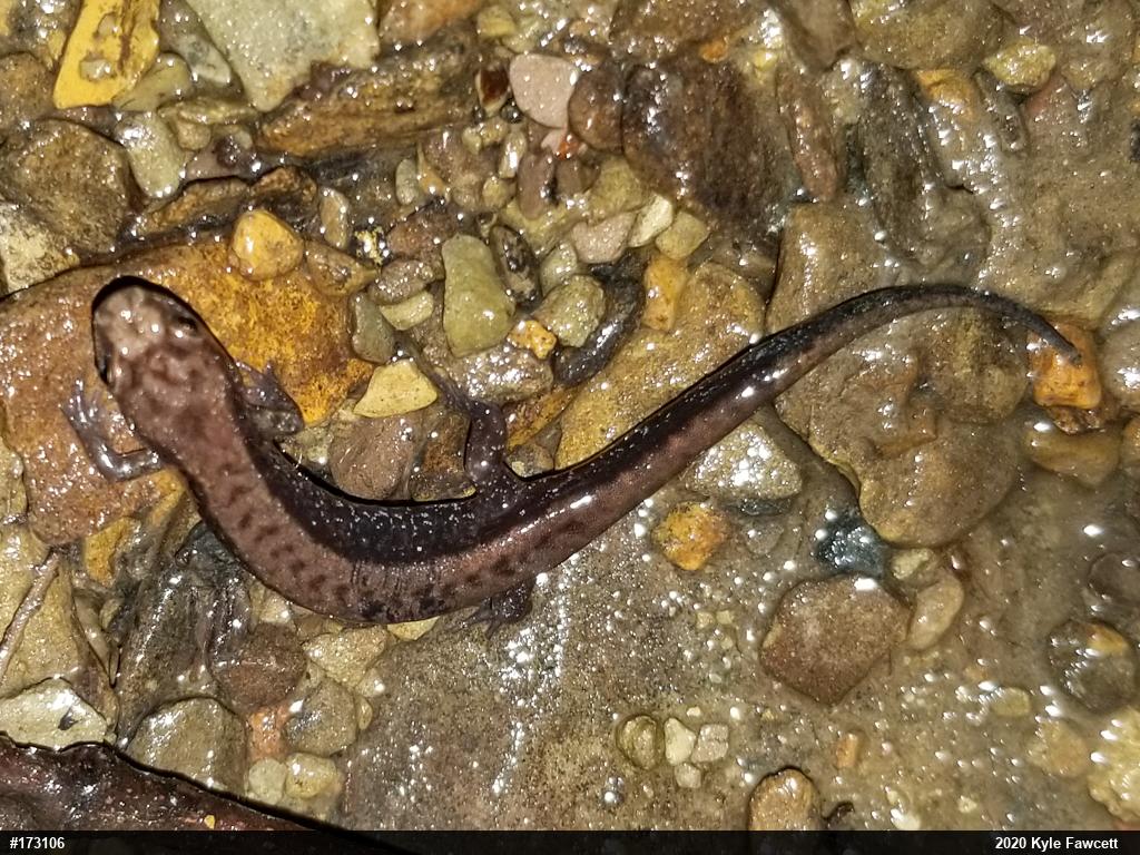 Allegheny Mountain Dusky Salamander
