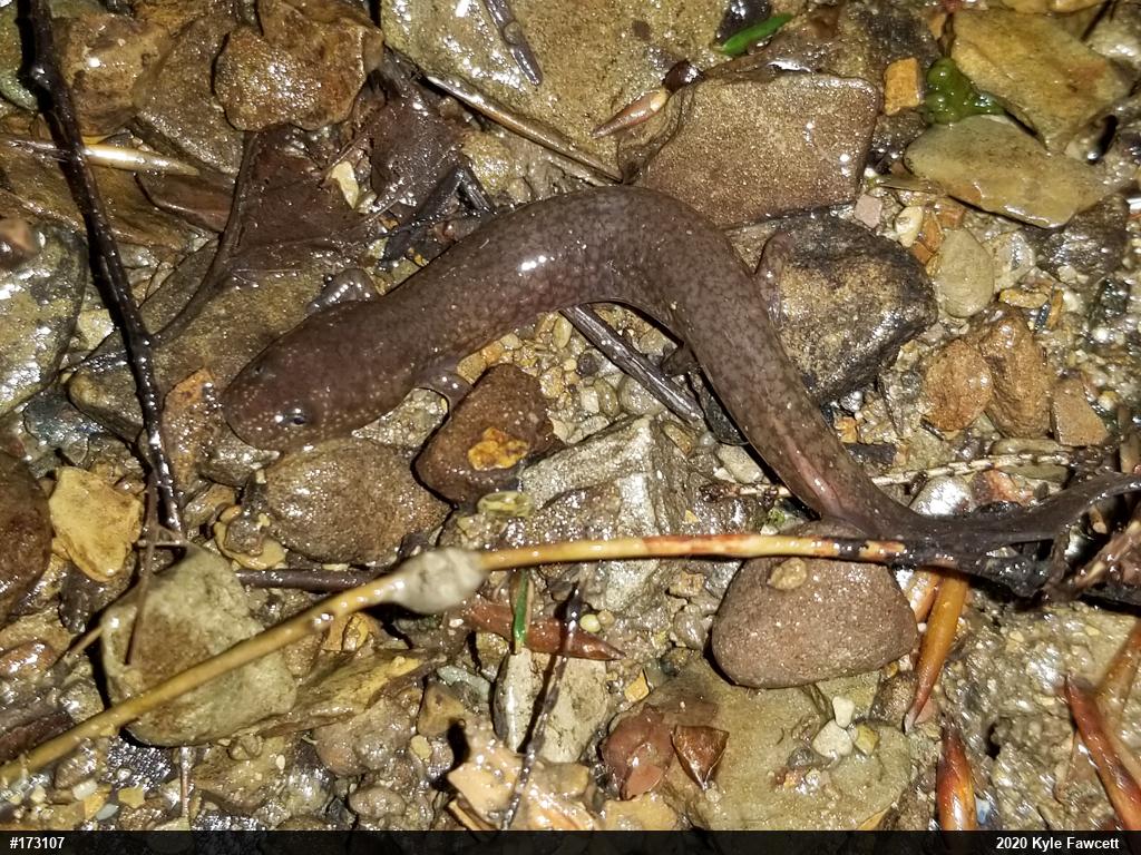 Northern Spring Salamander