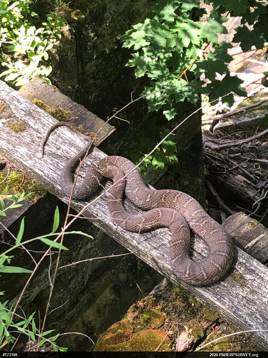 Northern Watersnake