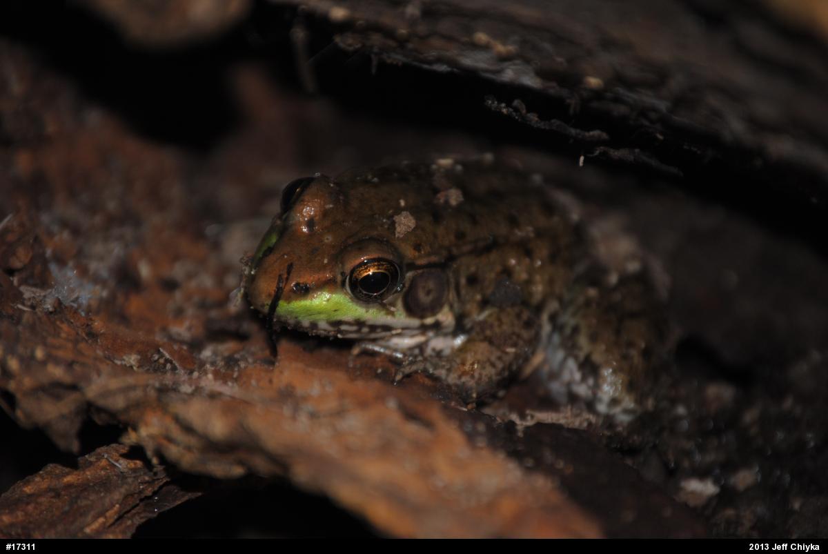 Green Frog