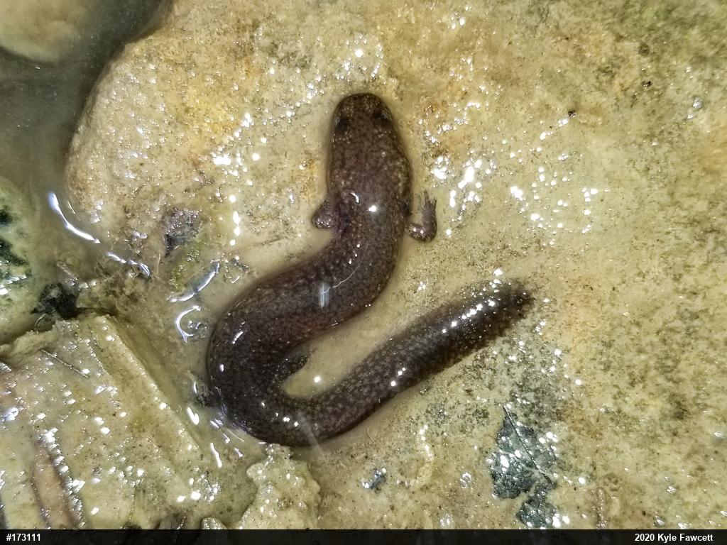 Northern Spring Salamander