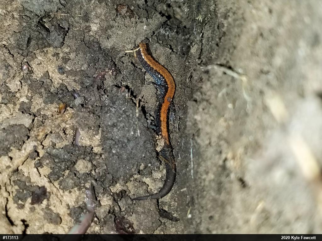 Eastern Red-backed  Salamander