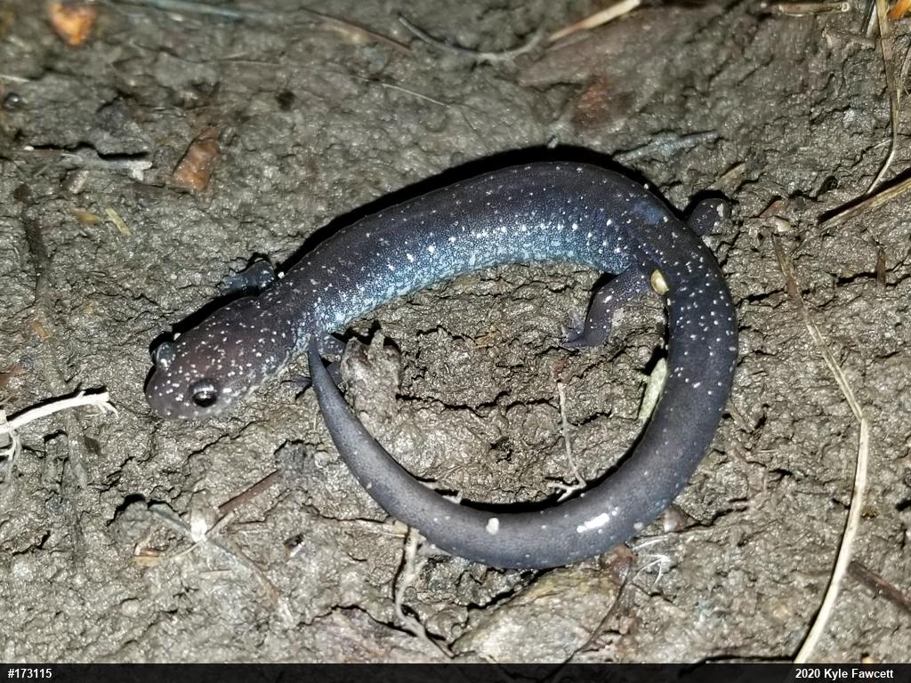 Eastern Red-backed  Salamander