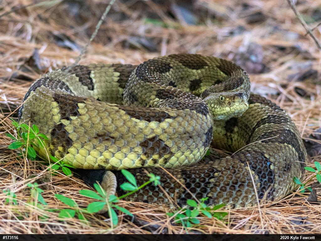 Timber Rattlesnake