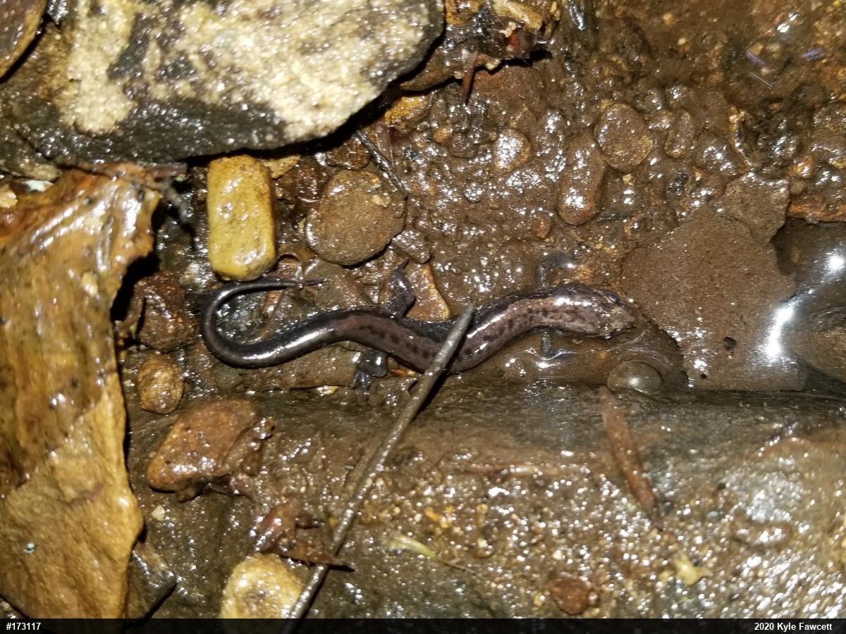 Allegheny Mountain Dusky Salamander