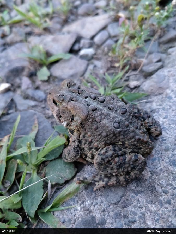 Eastern American Toad