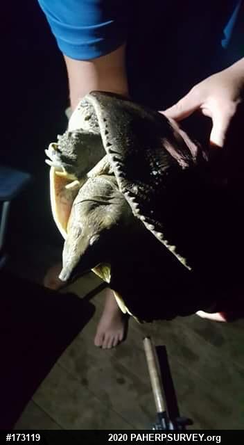 Eastern Spiny Softshell