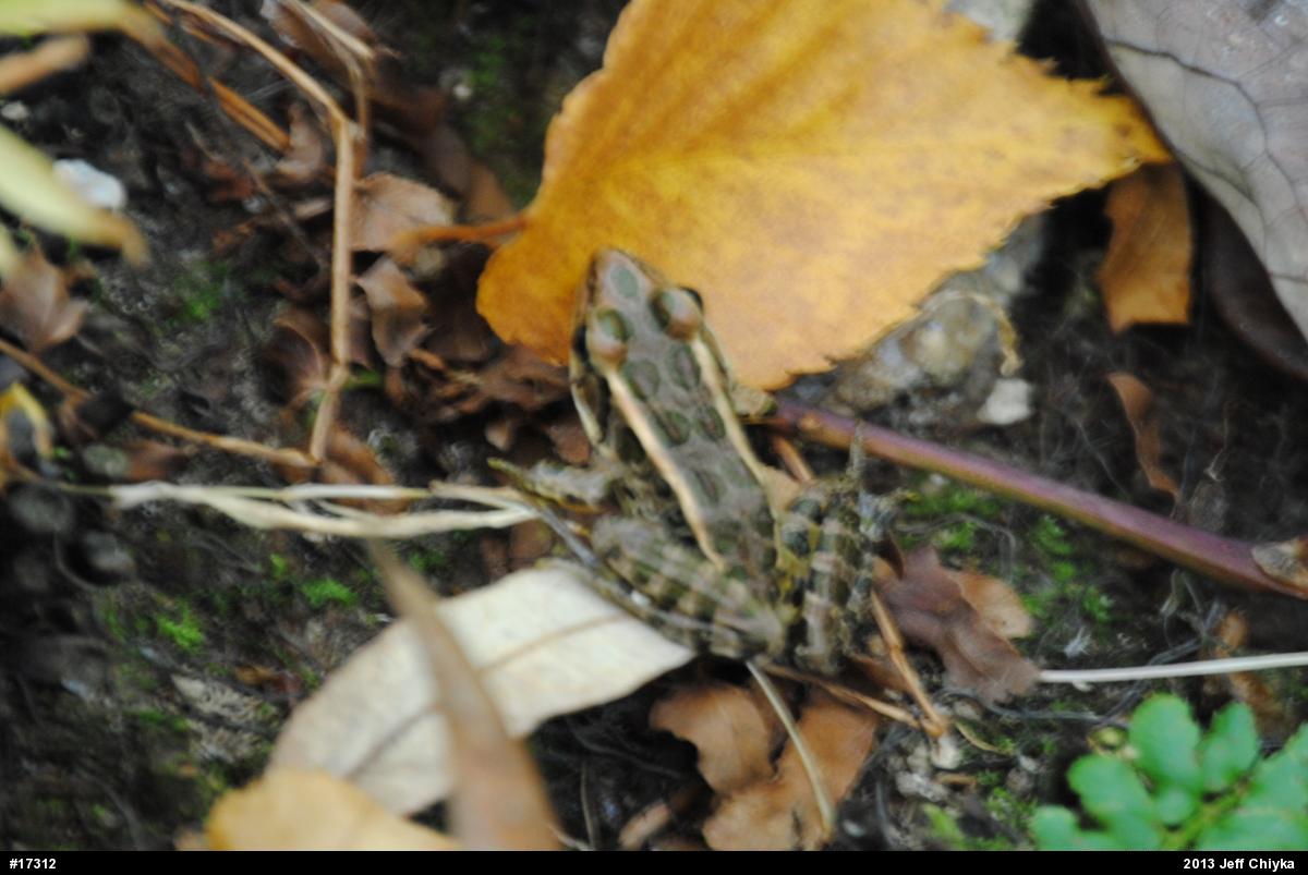 Pickerel Frog